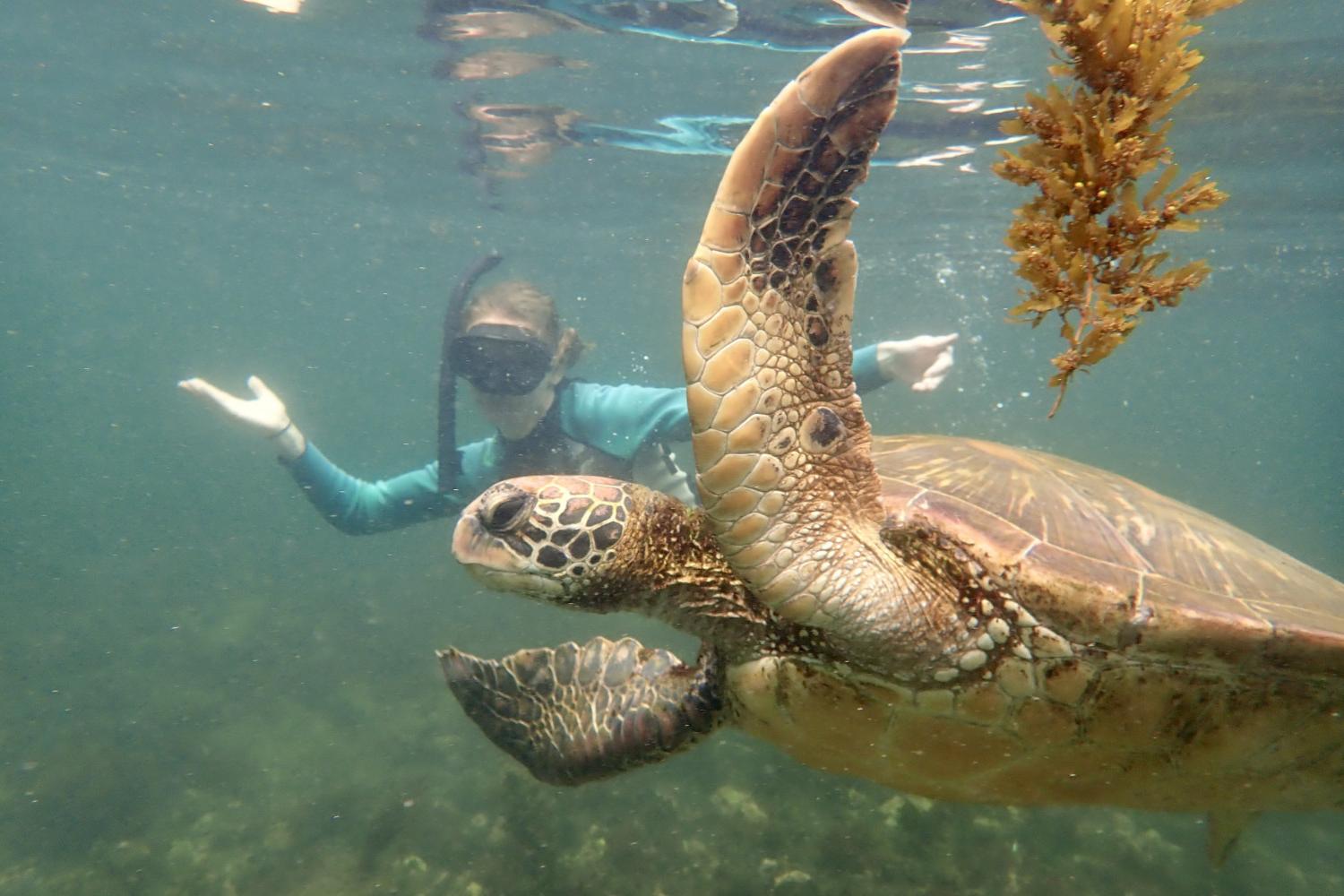 一名<a href='http://mysail.lefoudy.com'>博彩网址大全</a>学生在Galápagos群岛游学途中与一只巨龟游泳.